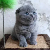 اسکاتیش فولد بلو