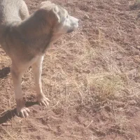 سلام ی قلاده توله سگ سرابی مخصوص مخصوص نگهبانی|سگ|قیدار, |دیوار