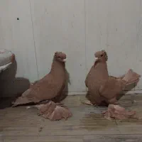 کفتر  ساری  بدون ابرع