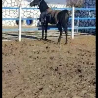 نریون مشکی واکسی