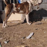 واگذاری سگ|سگ|زرندیه, |دیوار