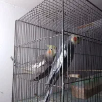 جفت عروس هلندی
