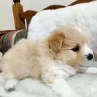 توله پودل دوماهه نر فقط 5.300|سگ|چهاردانگه (تهران), |دیوار