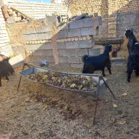 فروش بز|حیوانات مزرعه|میمه, |دیوار