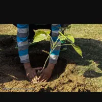 باغبانی هرس کردن انواع درخت تمیز کردن باغ|خدمات باغبانی و درختکاری|آمل, |دیوار