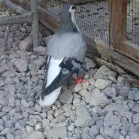 کبوتر خوش رنگ شهری