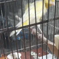 قناری ماده آماده پا بلند