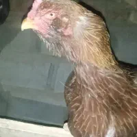 مرغ افغانی