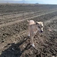 سگ ماده گله ای|سگ|ماهیدشت, |دیوار