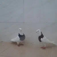 سوسنگرد|پرنده|سوسنگرد, |دیوار