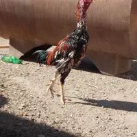 خروس|حیوانات مزرعه|شاهین دژ, |دیوار