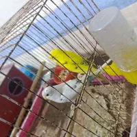 مرغ عشق|پرنده|برازجان, |دیوار