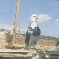 شازده سیاه
