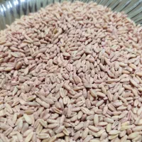 گندم باوجارشده سم زده کیلویی۶۷