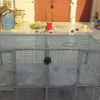 قفس پرنده|لوازم جانبی حیوانات|بندر ماهشهر, |دیوار