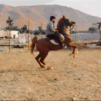 اسب نریان|حیوانات مزرعه|شیراز, قلات|دیوار