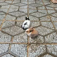 خرگوش مینیاتوری