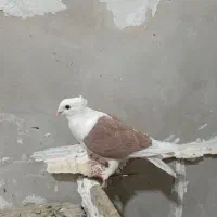 دوکت سرخ گلالی|پرنده|برازجان, |دیوار