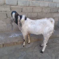 نربز پاکستانی اصل|حیوانات مزرعه|زیویه, |دیوار