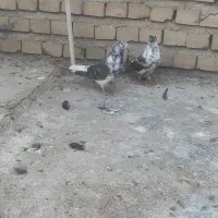 کبوتر تکپر پرشی|پرنده|کلاله, |دیوار