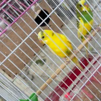 یک جفت مرغ عشق مولد،مرغ عشق ماده مینیاتوری نرجوان