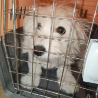 سلام ماده نژاد شیتزو تلییر اروم|سگ|پاکدشت, پاکدشت (مامازند)|دیوار