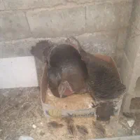 بوقلمون