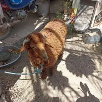فروش بره نر