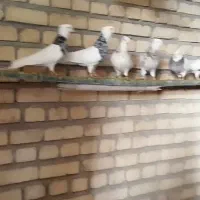 کبوتر طوقی|پرنده|ورزنه, |دیوار