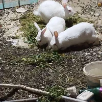 خرگوش|موش و خرگوش|ملک‌آباد, |دیوار