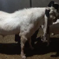 بز گلابی|حیوانات مزرعه|باغ ملک, |دیوار