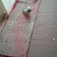 ابلغ گلی|حیوانات|قم, لسانی|دیوار