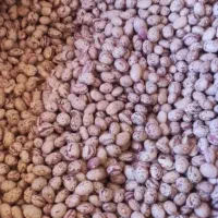 لوبیا چیتی درجه1 زنجان