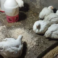 مرغ زنده ارگانیک