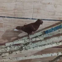 شهرقدس شهرک عزیزی