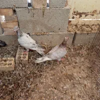 جفت جوجه دورگ