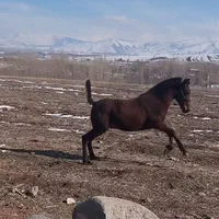 کره نریان ۱۷ماهه نوه سهیل حیدری