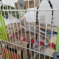 عروس هلندی جفت آماده تخم گذاری|پرنده|نورآباد, |دیوار