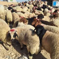 گوسفند بزغاله شیشک بره قوچ غیره فروشی|حیوانات مزرعه|شاهین‌شهر, شهرک هشت بهشت|دیوار