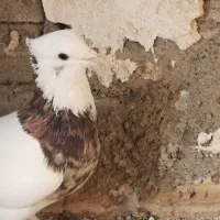 طوقی هفت رنگ. به شرط تخم جوجه|پرنده|سبزوار, امیر کبیر|دیوار