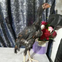 جفت جوجه اوشامو خالص