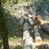 خریدارچوب وبرش درخت|خدمات باغبانی و درختکاری|شیراز, قصرالدشت|دیوار