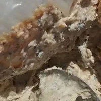 آنغوزه کوهی
