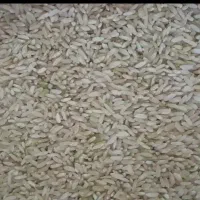 فروش برنج چمپا تازه سفید شده