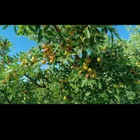 عناب تازه سبزو قرمز|خوردنی و آشامیدنی|اصفهان, رکن الدوله شرقی|دیوار
