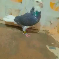 کبوتر ابلغ دم سفید|پرنده|صادق آباد, |دیوار