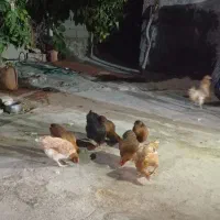 مرغ محلی دیگون