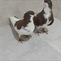 فروش کبوتر شهری برازجان