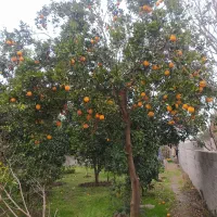 توشتیر  چاغ چاغ