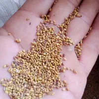 بذر یونجه رنجر امریکایی|خدمات باغبانی و درختکاری|گتوند, |دیوار